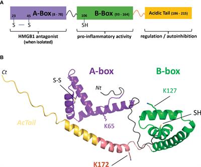 HMGB1 cleavage by complement C1s and its potent anti-inflammatory product